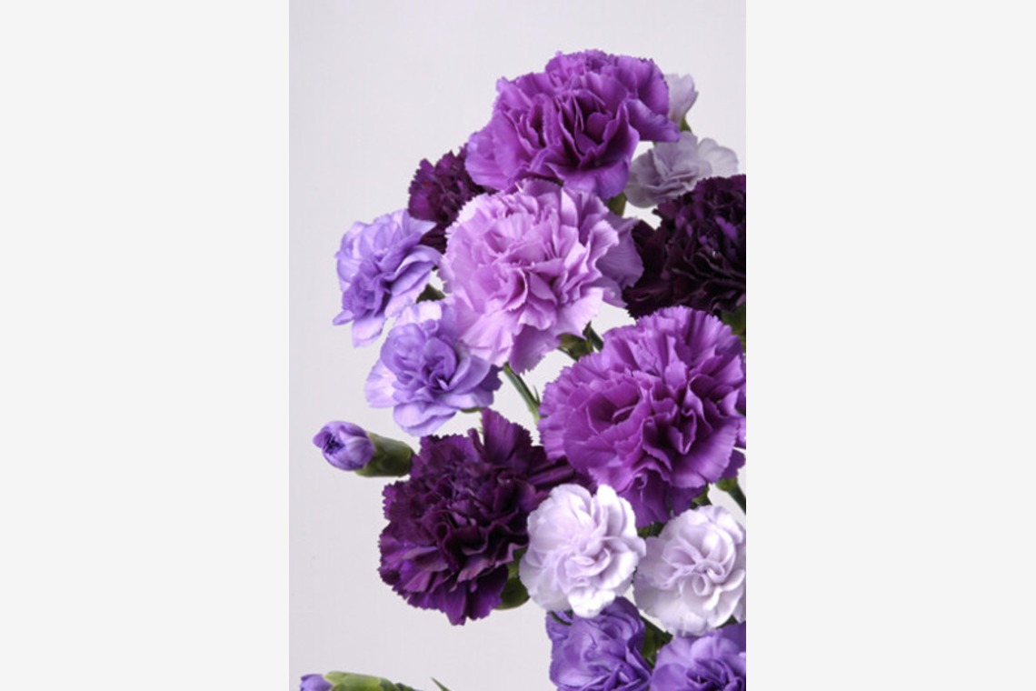 有限会社　澤田スタジオが撮影した写真のアルバム「花、植物」