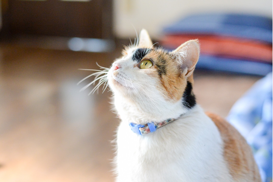 Sara Photo Worksが撮影した「わんちゃん　ねこちゃん」の写真