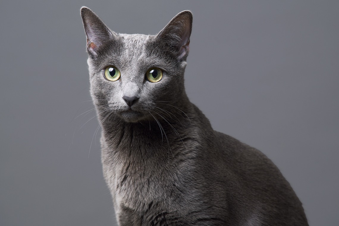 森田寫眞館が撮影した写真のアルバム「ペット」