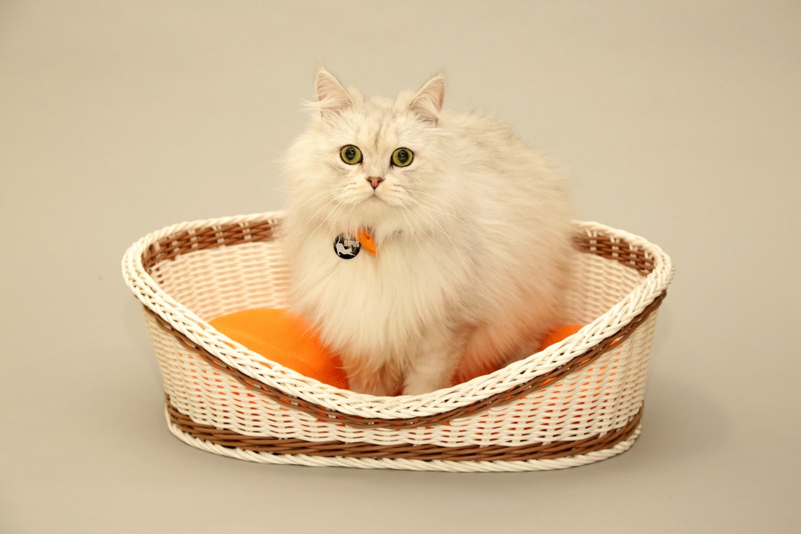 瀬井美明が撮影した「海外・国内」の写真