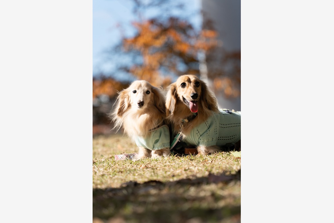 千葉が撮影した写真のアルバム「ペット撮影」