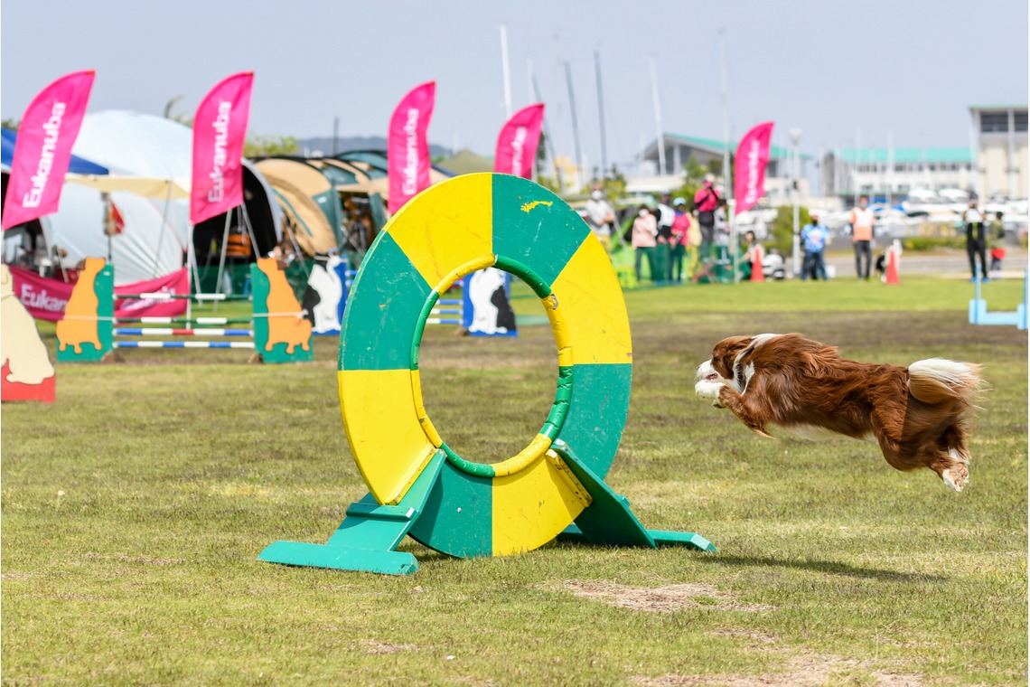 スタジオファンタスが撮影した「ドッグスポーツエクストリーム」の写真