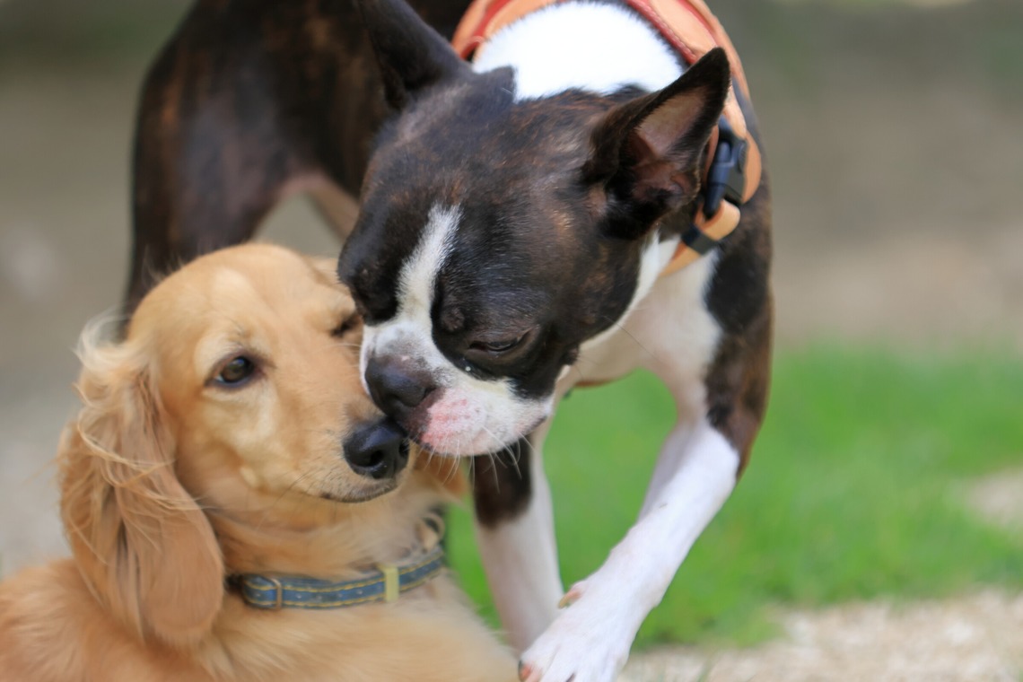 菊原浩司が撮影した写真のアルバム「ドッグラン撮影会」