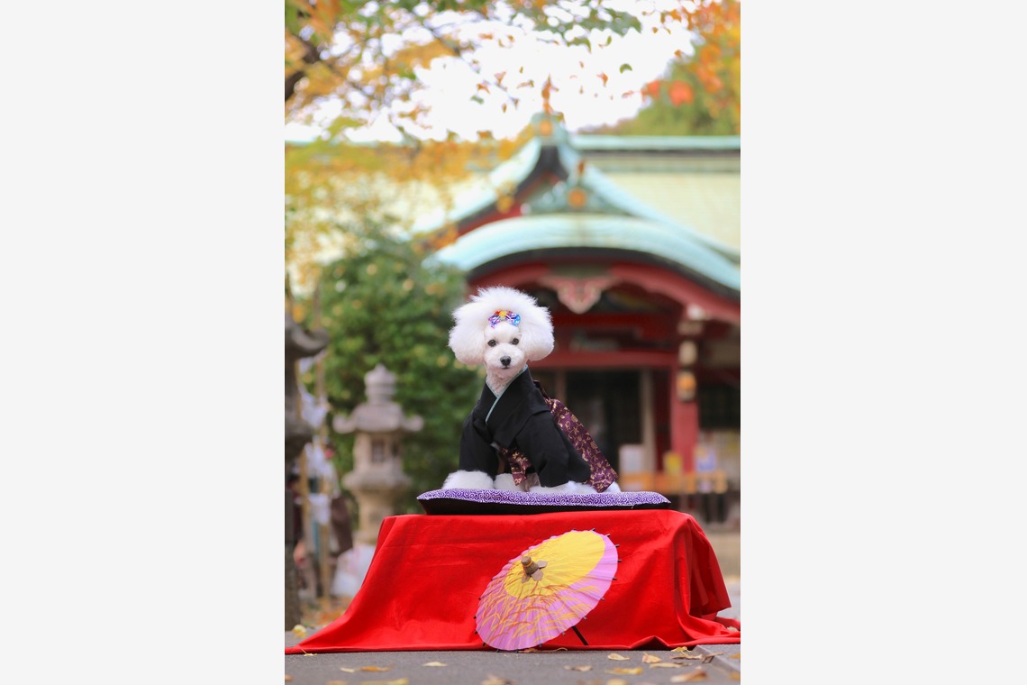 高橋 透（Coo&Sea STUDIO代表）が撮影したエンゲージメントフォトのアルバム「七五三出張撮影＠東京」