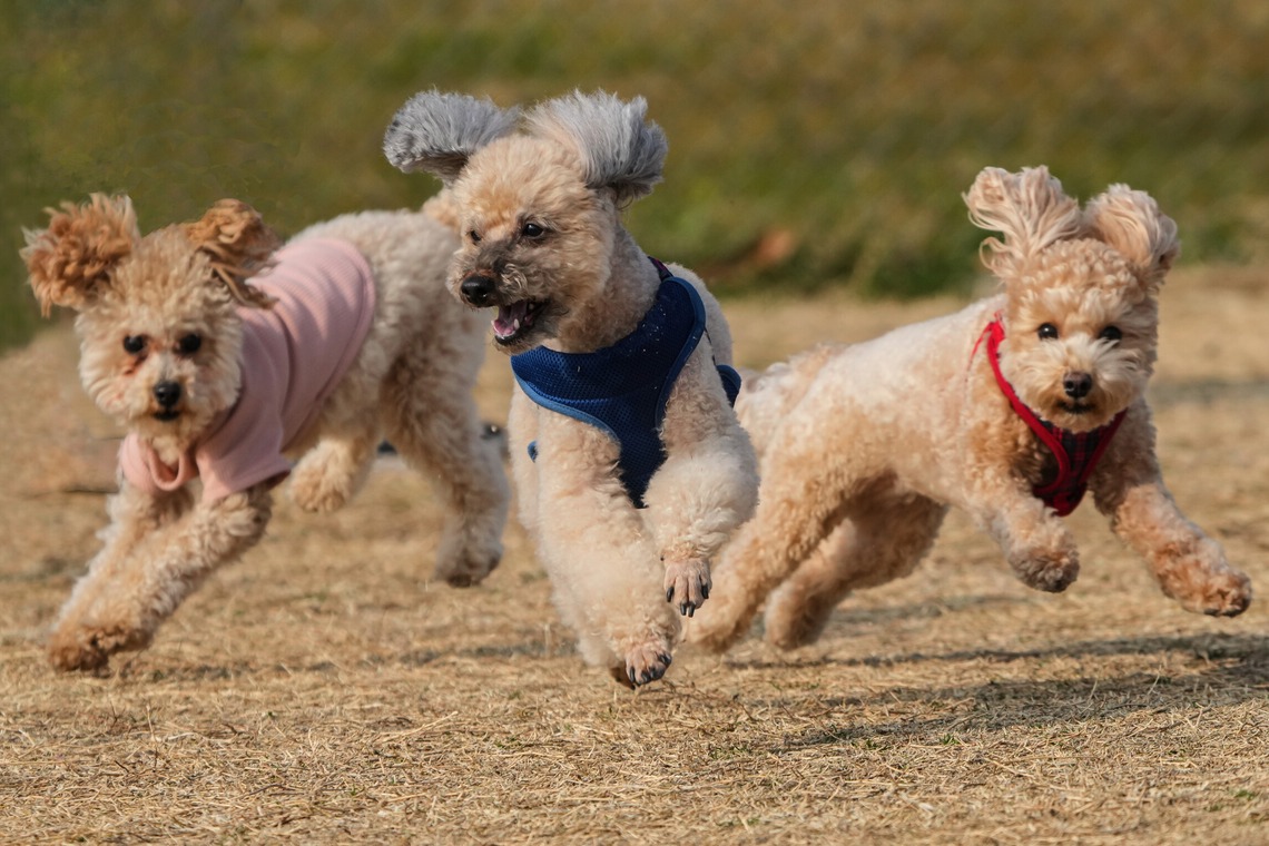 河野慈圓が撮影した写真のアルバム「ペット撮影」