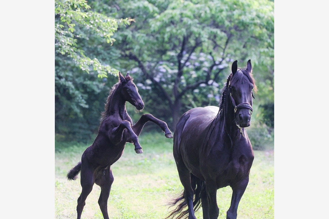 株式会社Neo-Smile 「locationbreeze」高橋 徹が撮影した家族写真(キッズ,ベビーフォト)のアルバム「ペット動物など」
