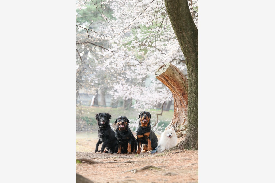 株式会社Neo-Smile 「locationbreeze」高橋 徹が出張撮影した家族写真(キッズ,ベビーフォト)などが写った「ペット」の家族写真