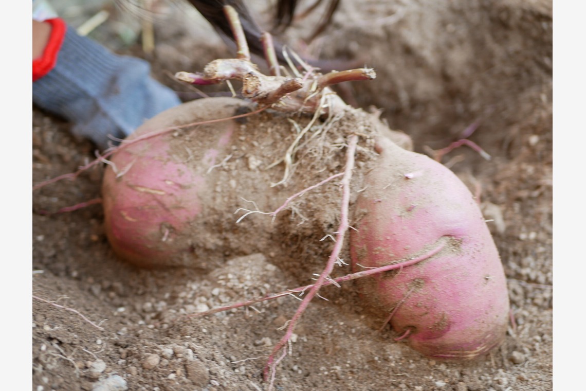加藤が撮影した「下書き」の写真