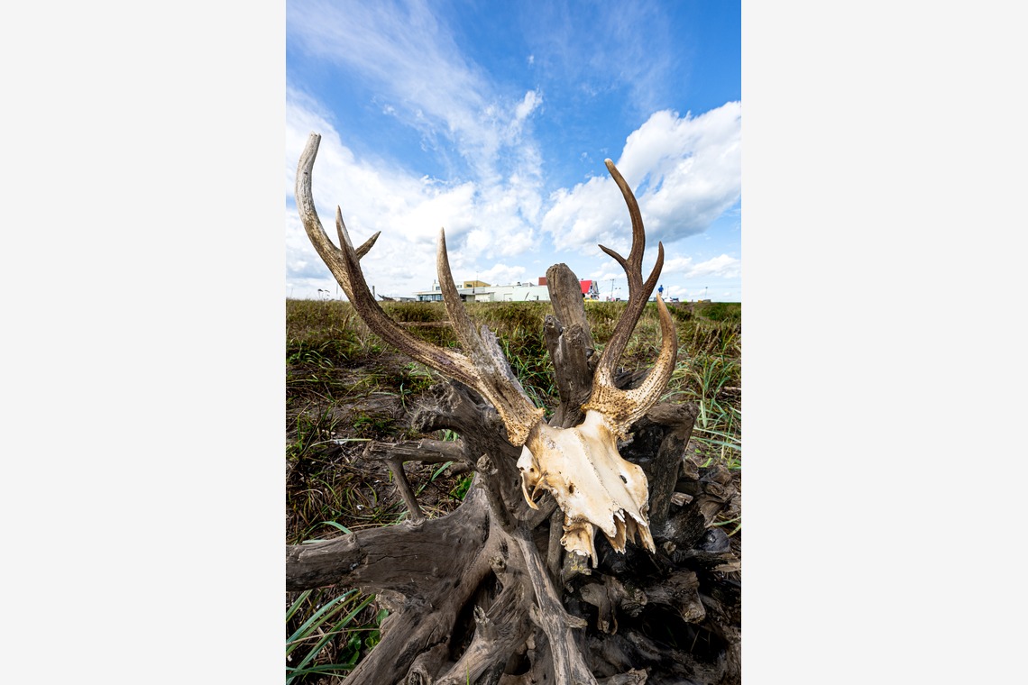 高木勇斗が撮影した「風景」の写真