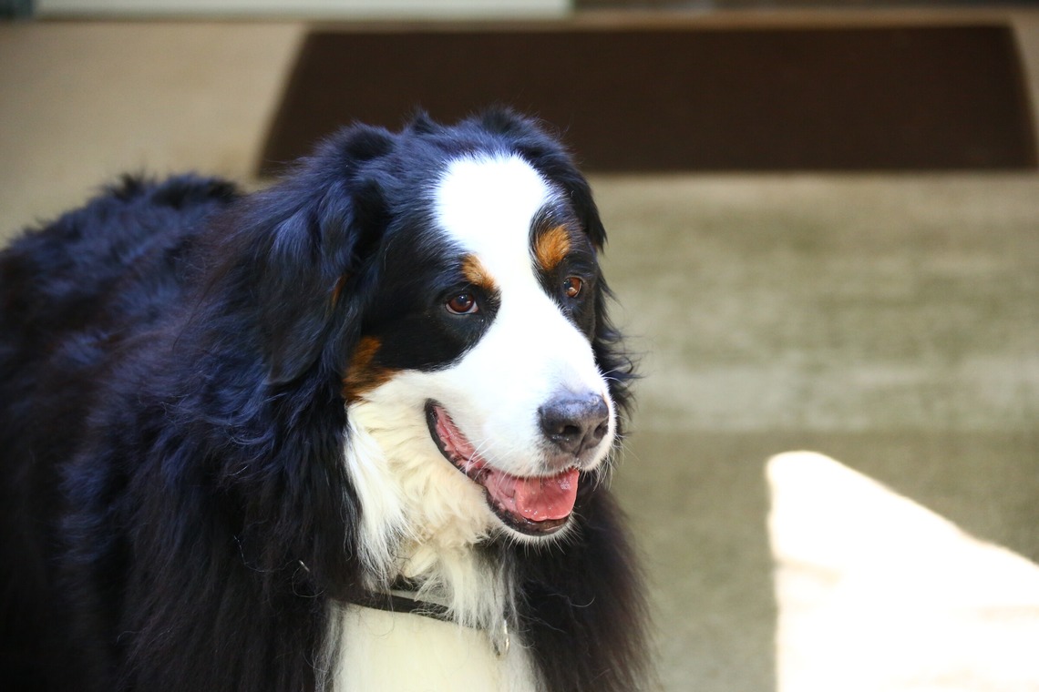 TSD officeが撮影した写真のアルバム「ペット撮影」