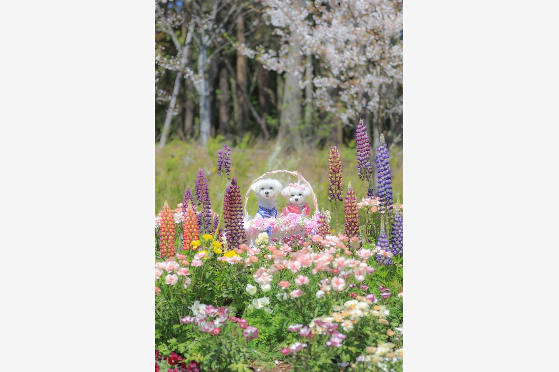 高橋 透（Coo&Sea STUDIO代表）が出張撮影した家族写真(キッズ,ベビーフォト)などが写った「大花壇de撮影会／春＠横浜」の家族写真