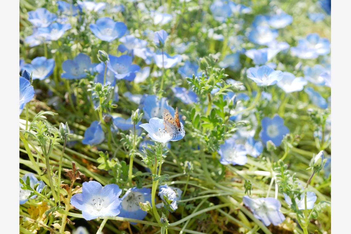 加藤が撮影した「下書き」の写真