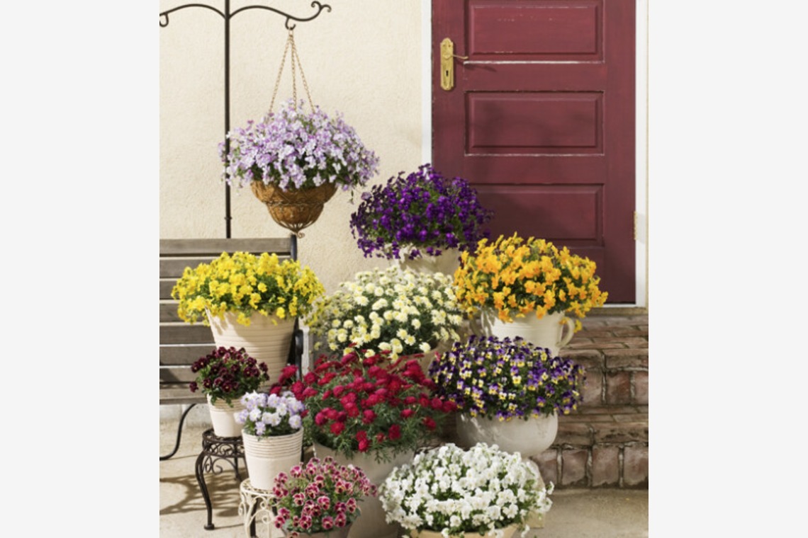 有限会社　澤田スタジオが撮影した写真のアルバム「花、植物」