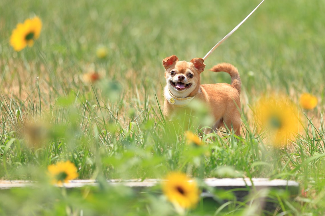 菊原浩司が撮影した「ドッグラン撮影会」の写真