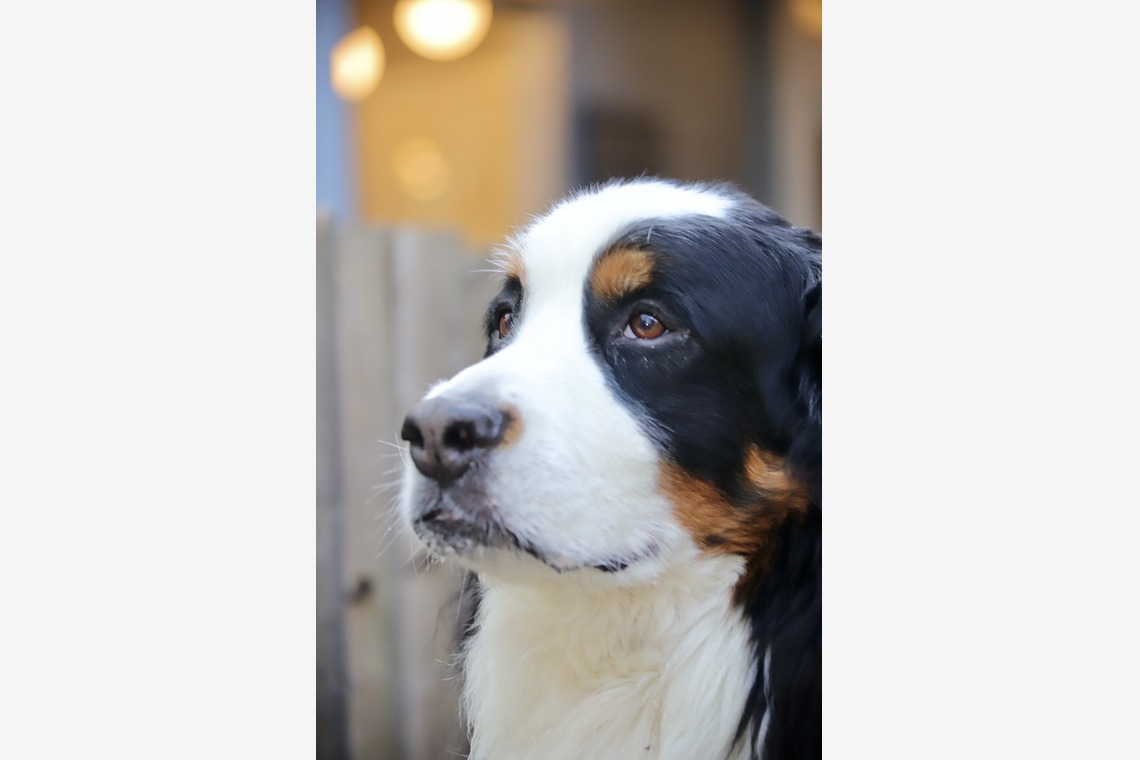 TSD officeが撮影した「ペット撮影」の写真