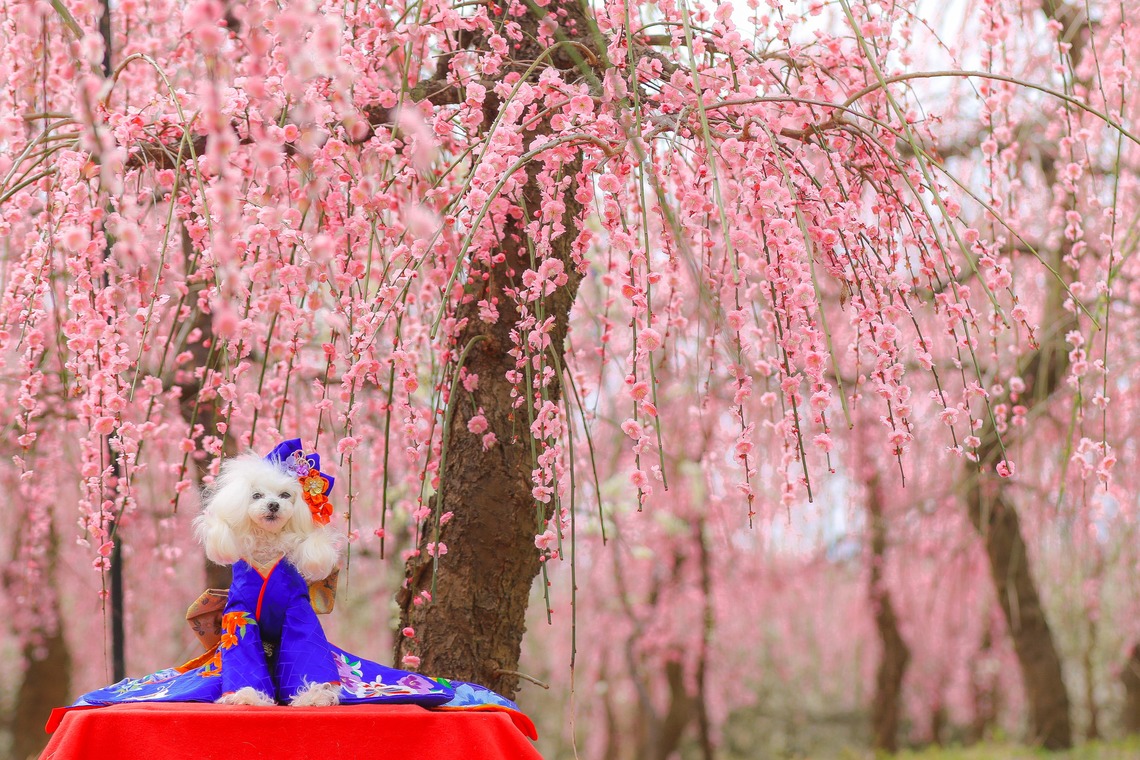 高橋 透（Coo&Sea STUDIO代表）が撮影した「梅de撮影会＠小田原」の写真