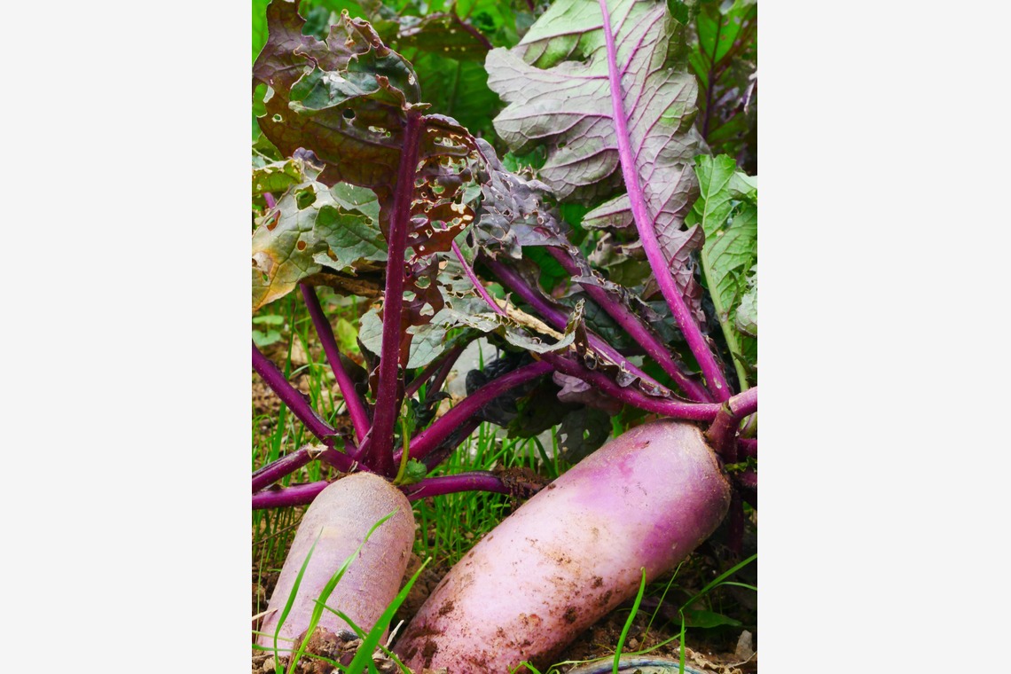 ant10.が撮影した「農家」の写真