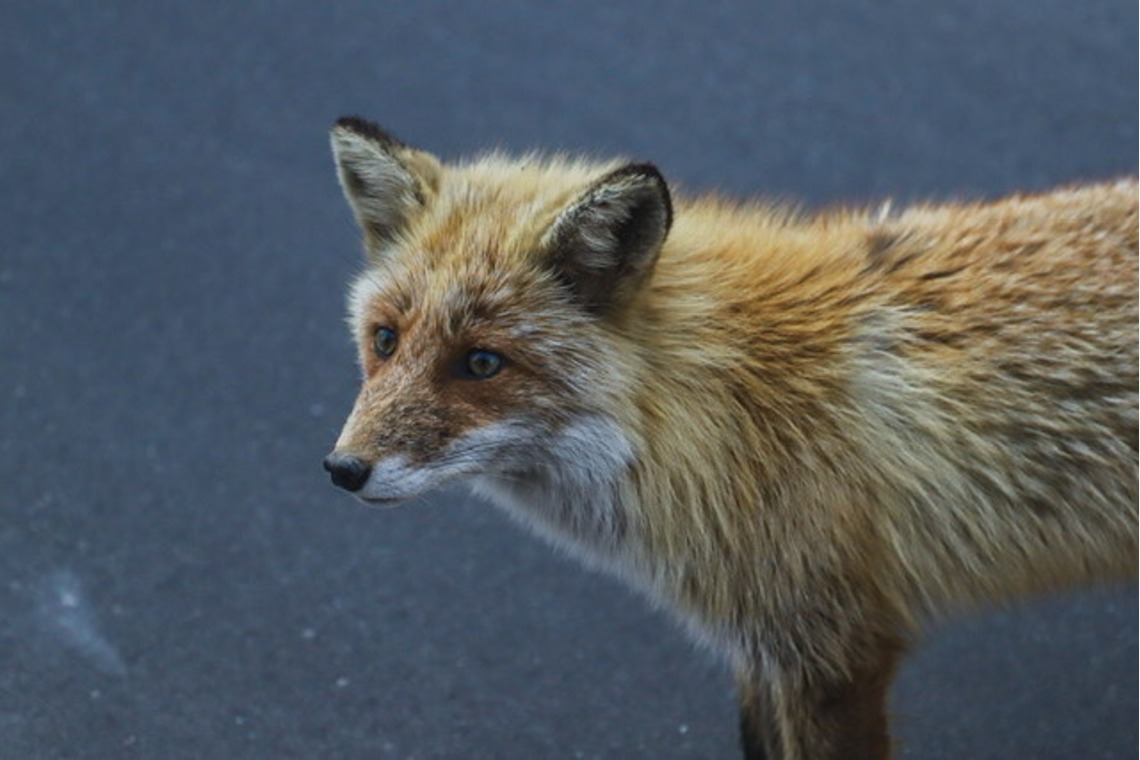 芳賀 翔大が撮影した「北海道」の写真