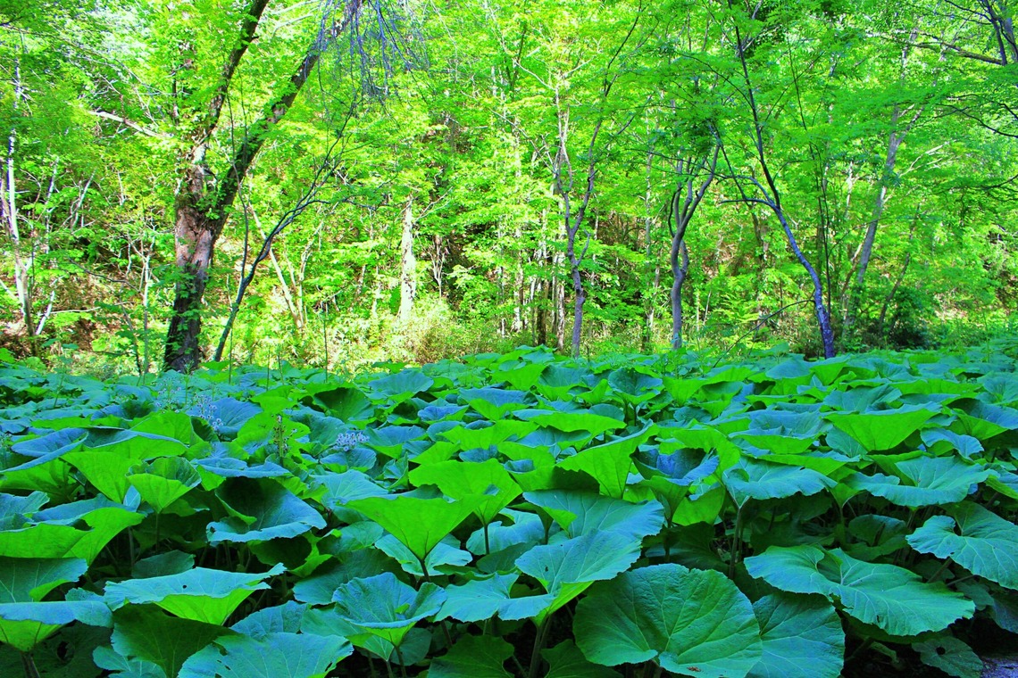 TNA(To the Next Age)