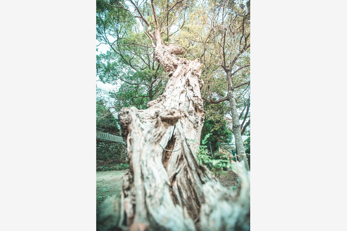 kudophotoが撮影した「七五三＿まとめ」の写真