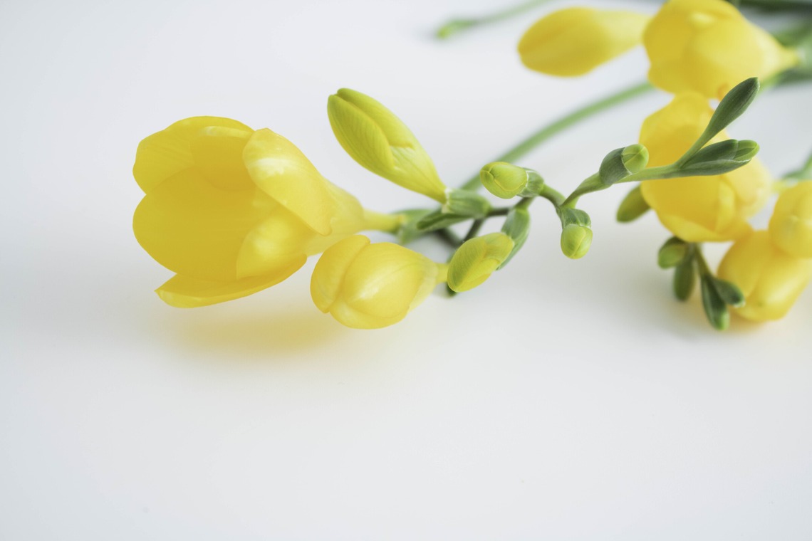 ミヤタカズコが撮影した写真のアルバム「花のある生活」