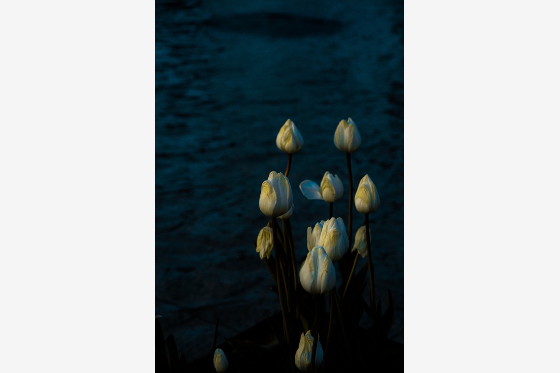 KotobukiPhotosが撮影した写真のアルバム「ストリートスナップ」