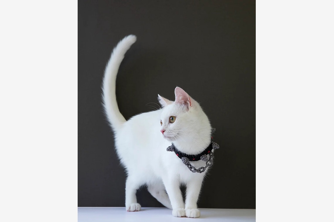 白井由香里写真事務所が撮影した写真のアルバム「動物」