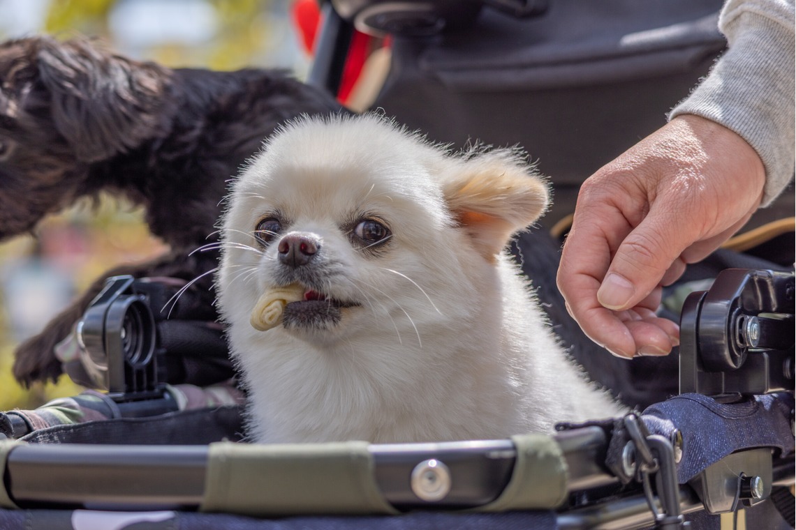 沖山俊樹が撮影した写真のアルバム「ペット_20230330_有明ガーデン」