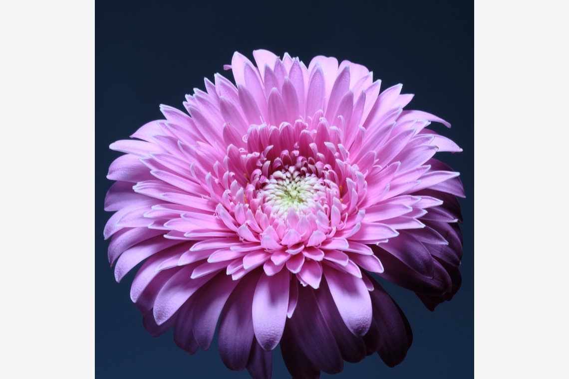 株式会社 See Hopeが撮影した「生花」の写真