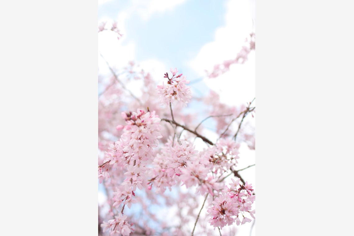 blink photoが撮影した「風景」の写真