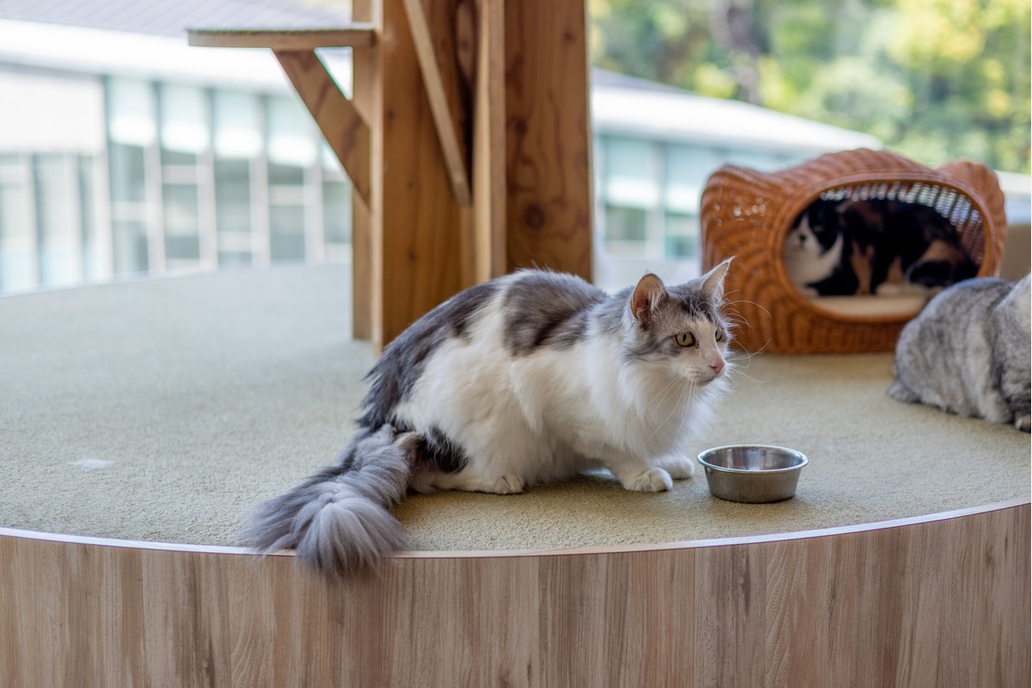 沖山俊樹が撮影した「ペット_20230411_MOCHA原宿」の写真