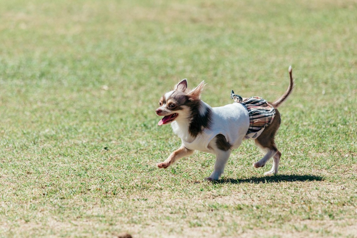 ポートレート沖縄が撮影した「ペット撮影」の写真