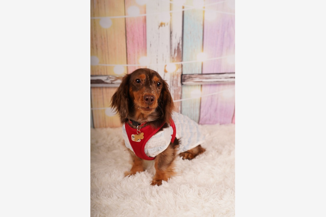 スタジオ　まるが撮影した「ペット撮影」の写真