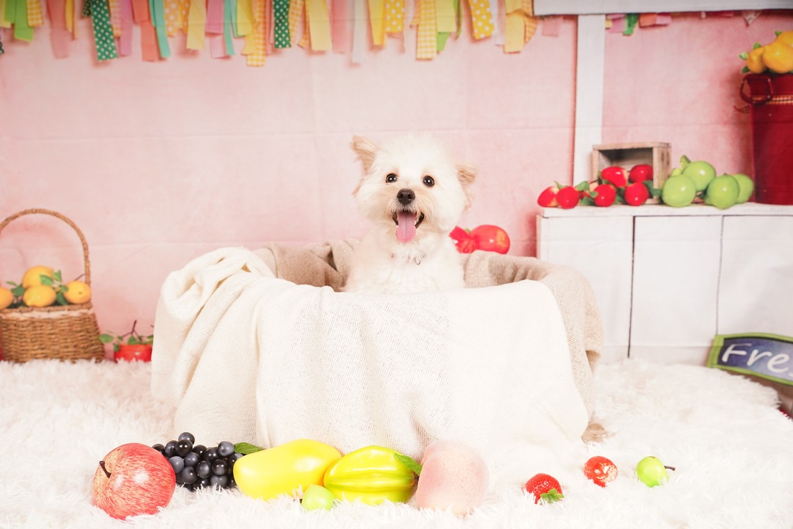 スタジオ　まるが撮影した「ペット撮影」の写真