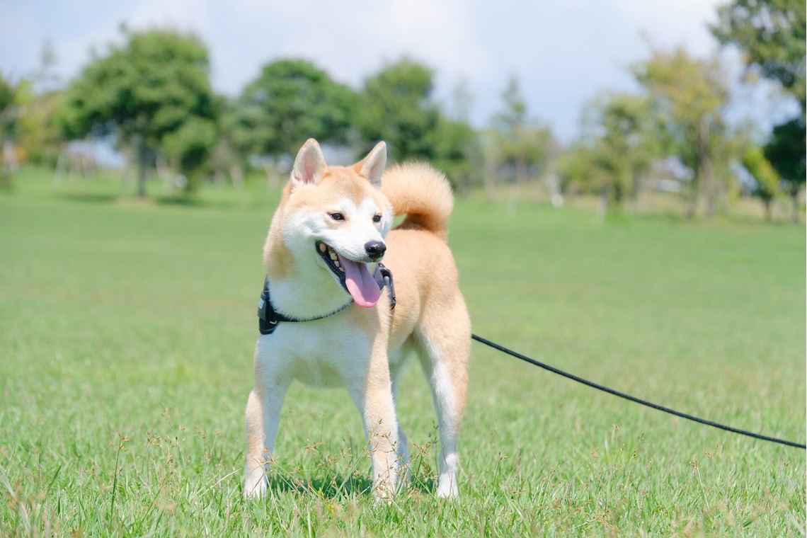 Photo of couple photo shoot taken by 高夏写真店