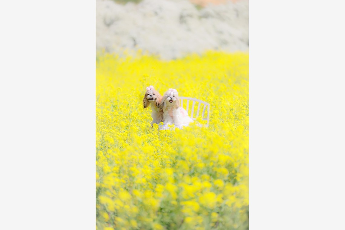 株式会社Neo-Smile 「locationbreeze」高橋 徹が撮影した家族写真(キッズ,ベビーフォト)のアルバム「ペット動物など」