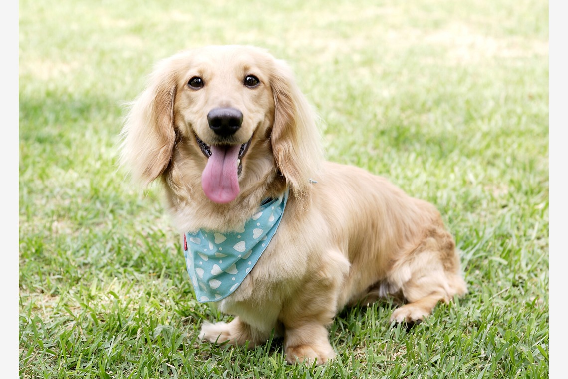 森安　照が撮影した「ペット撮影（犬・猫）」の写真