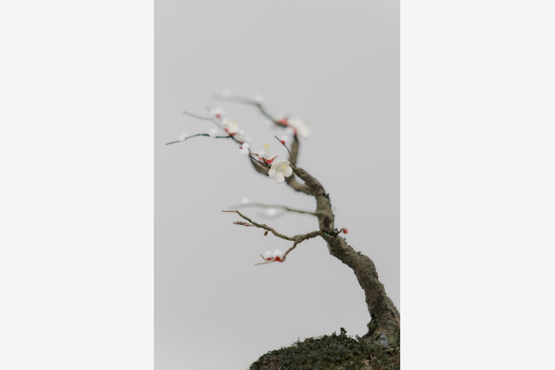 studio9thが撮影した写真のアルバム「埼玉県川越市/革盆栽」