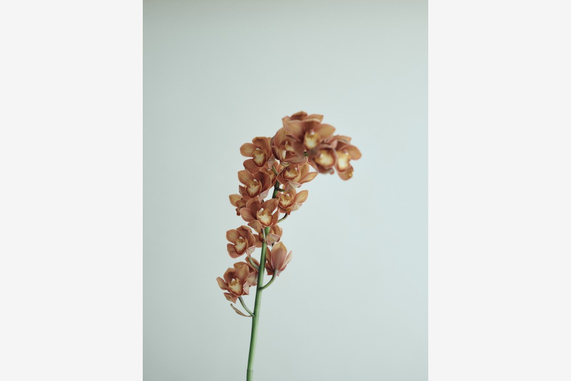 instinct合同会社が撮影した写真のアルバム「Stilllife」