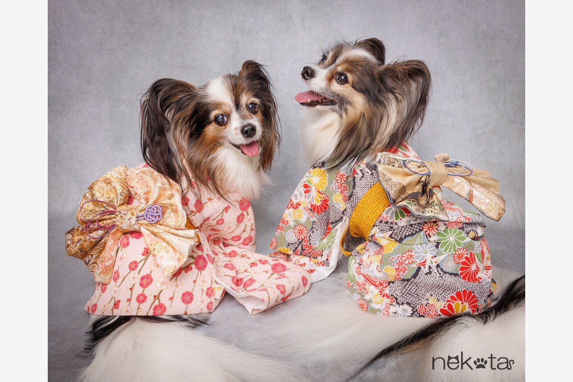 猫田晃広が撮影した「わんちゃん撮影」の写真