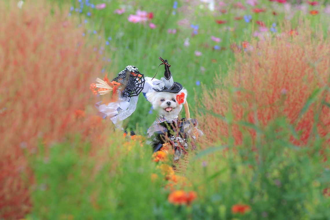 高橋 透（Coo&Sea STUDIO代表）が撮影したその他のアルバム「大花壇de撮影会／秋＠横浜」