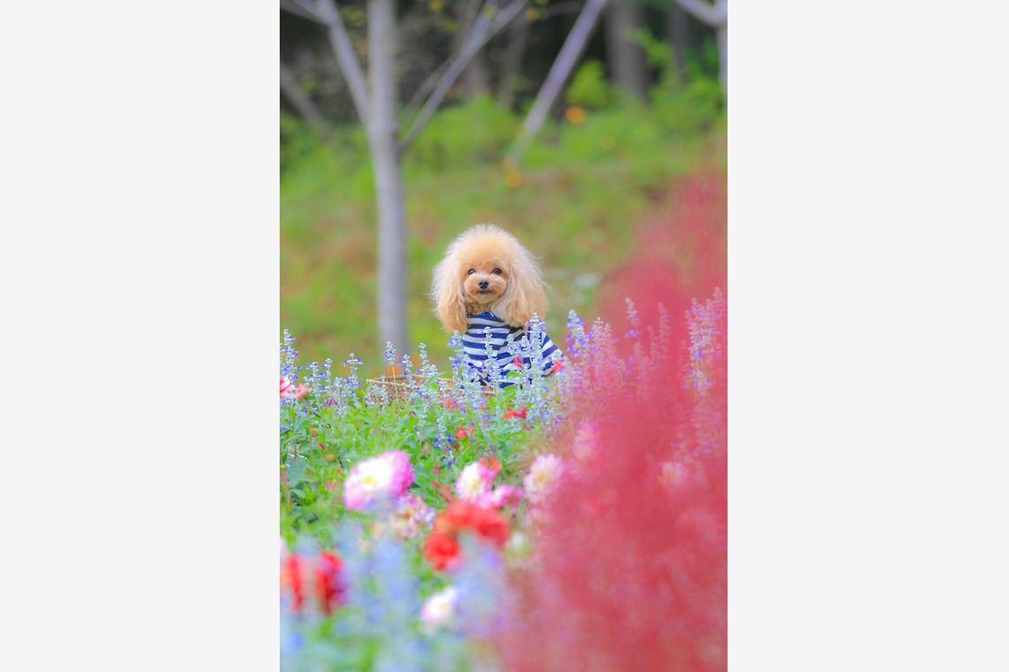 高橋 透（Coo&Sea STUDIO代表）が出張撮影した家族写真(キッズ,ベビーフォト)などが写った「大花壇de撮影会／秋＠横浜」の家族写真