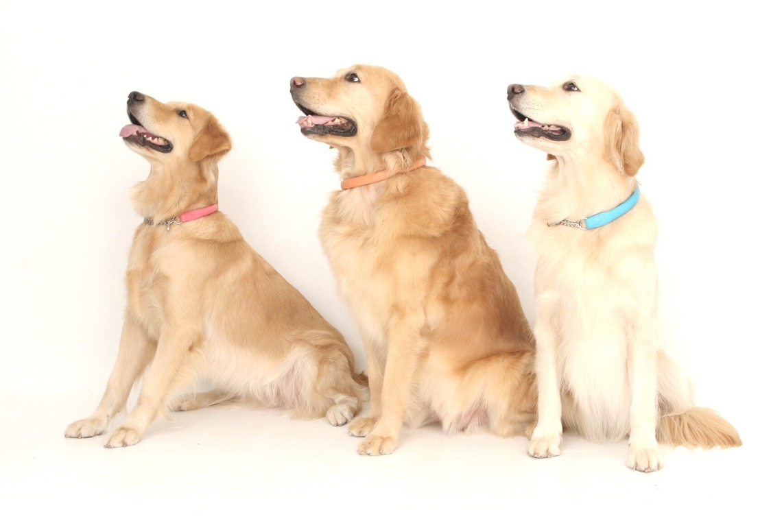 Hiroが出張撮影した家族写真(キッズ,ベビーフォト)などが写った「ペット撮影」の家族写真