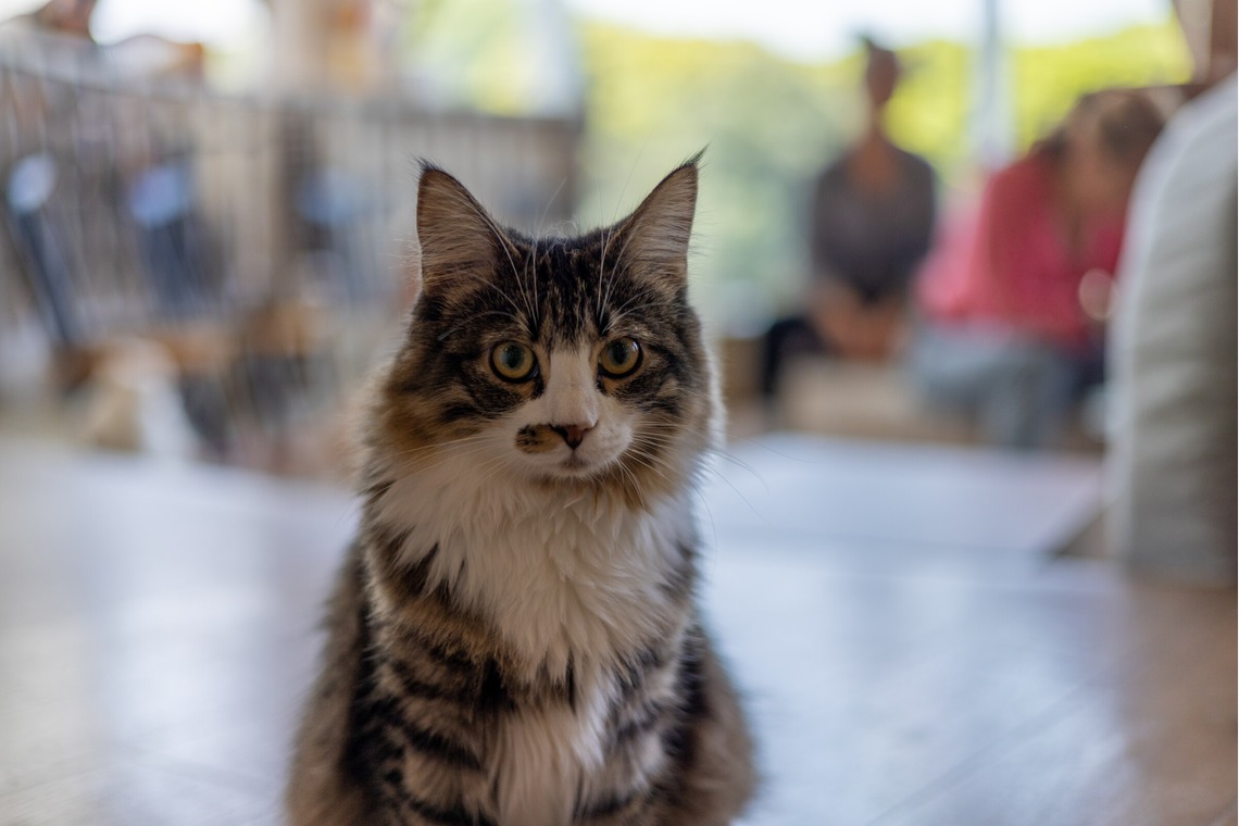 沖山俊樹が撮影した写真のアルバム「ペット_20230411_MOCHA原宿」