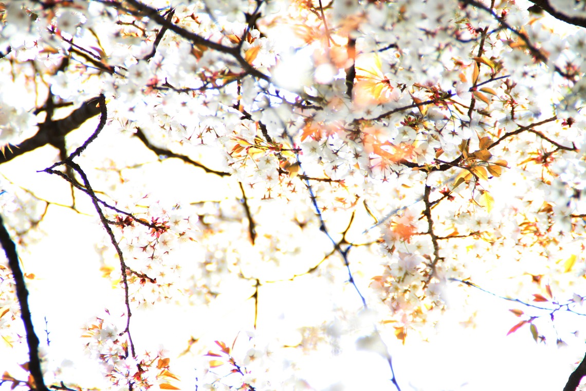 blink photoが撮影した「風景」の写真