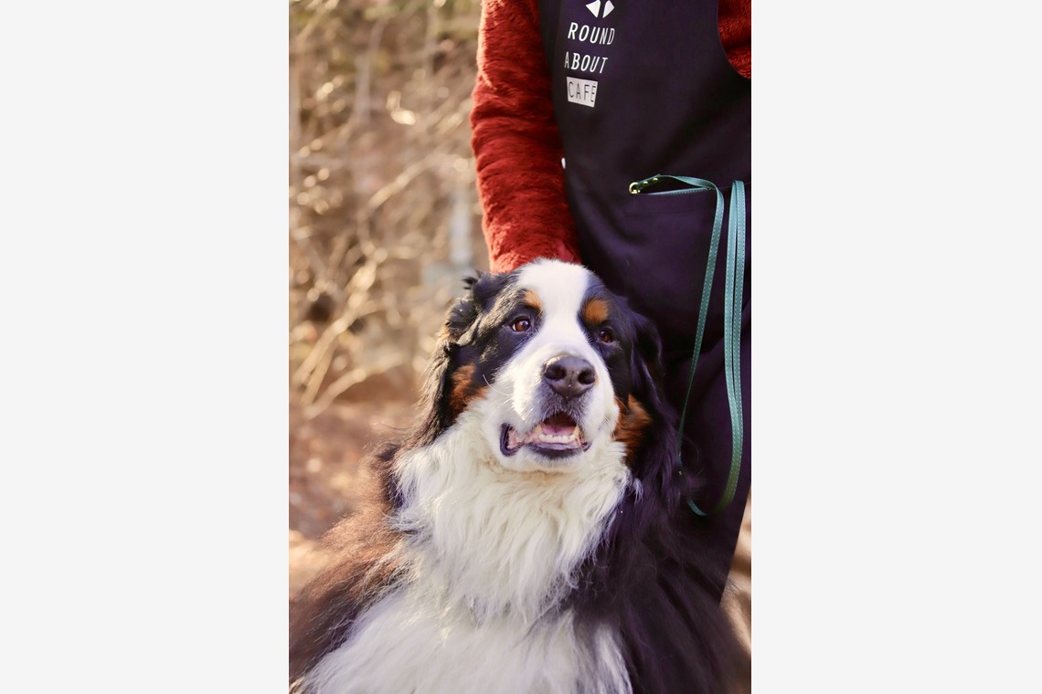 TSD officeが撮影した「ペット撮影」の写真