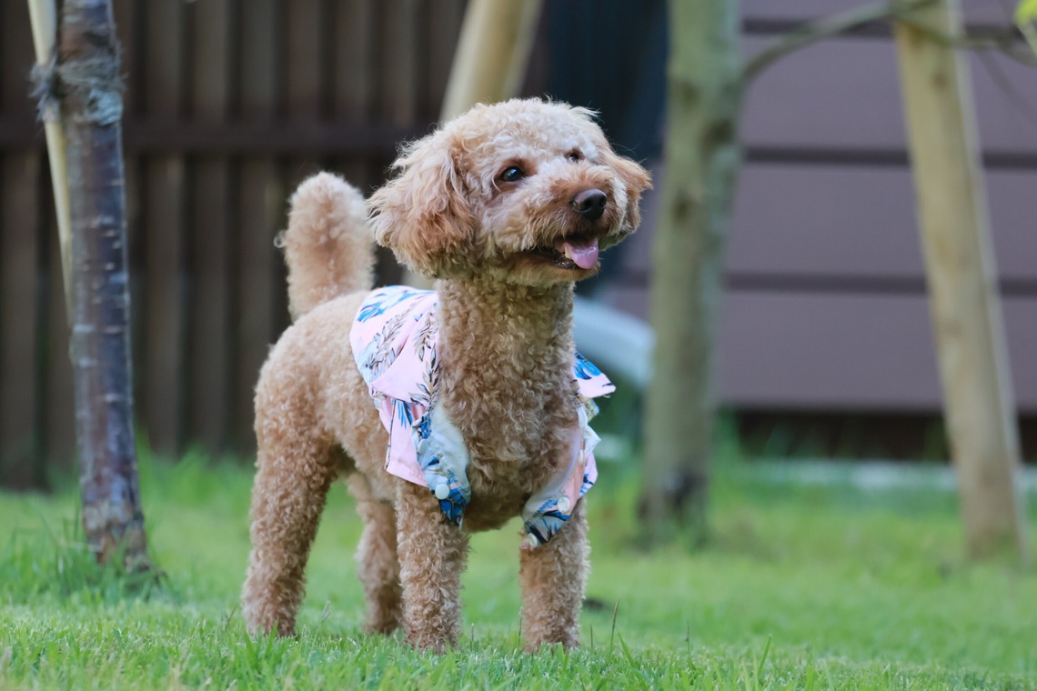 外川博己が撮影した「ペット撮影」の写真