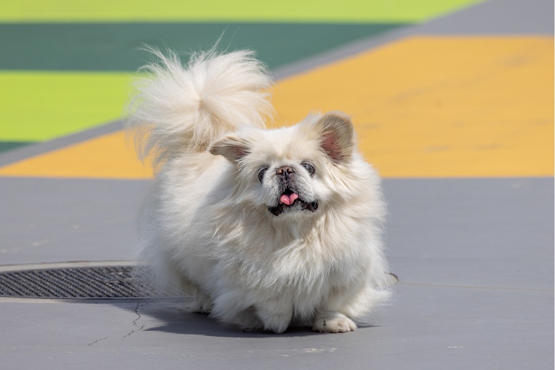 沖山俊樹が撮影した写真のアルバム「ペット_20230330_有明ガーデン」