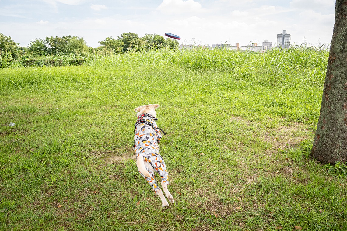 吉田佳央が撮影した「DOG SHOOTING」の写真