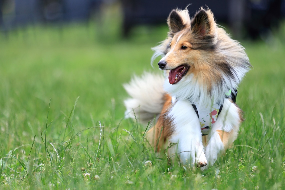 菊原浩司が撮影した写真のアルバム「ドッグラン撮影会」